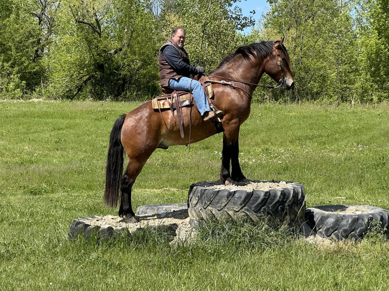 Draft Horse Blandning Valack 4 år 163 cm Brun in Henderson
