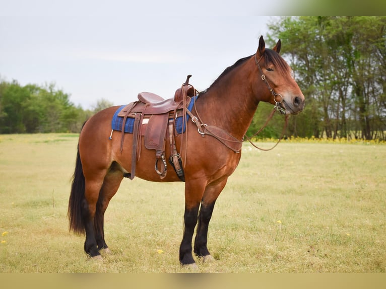 Draft Horse Blandning Valack 4 år 163 cm Brun in Henderson