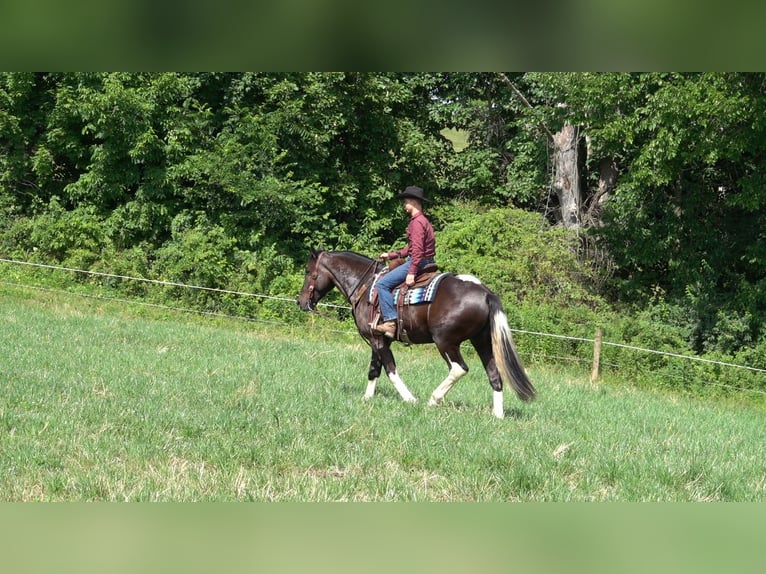 Draft Horse Blandning Valack 4 år 163 cm Svart in Millersburg