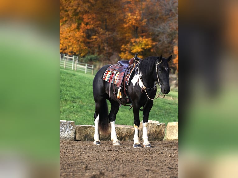 Draft Horse Blandning Valack 4 år 163 cm Svart in Millersburg