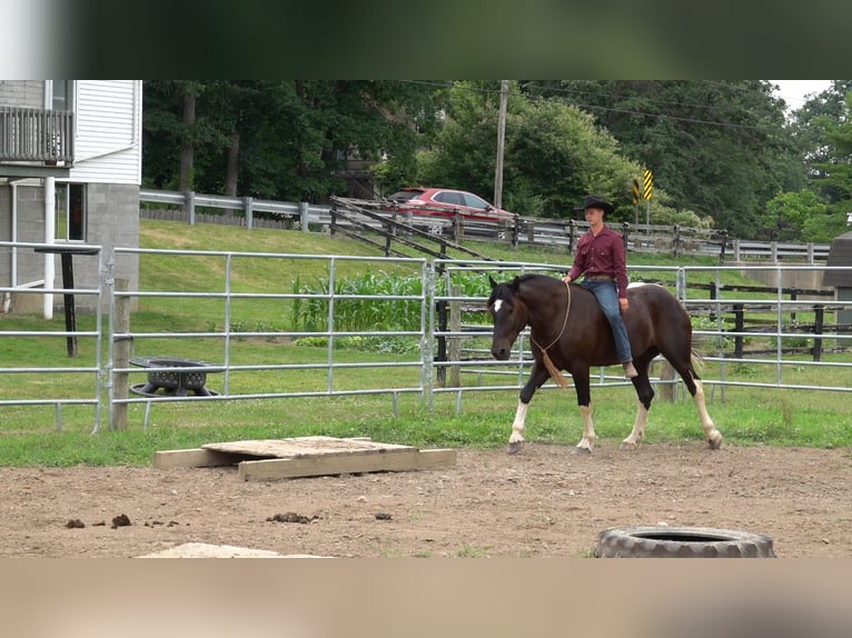 Draft Horse Blandning Valack 4 år 163 cm Svart in Millersburg