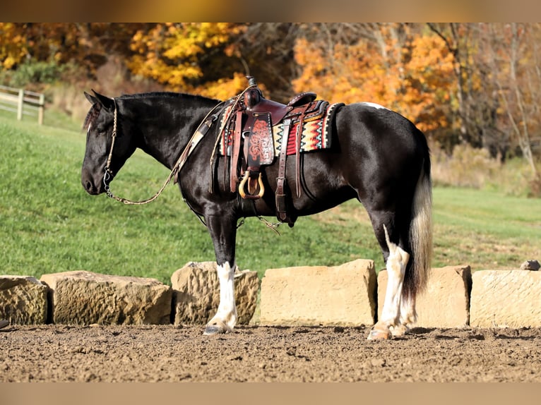 Draft Horse Blandning Valack 4 år 163 cm Svart in Millersburg