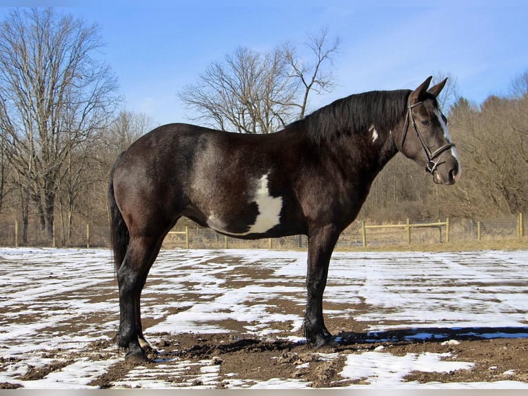 Draft Horse Valack 4 år 165 cm Overo-skäck-alla-färger in Howell, MI