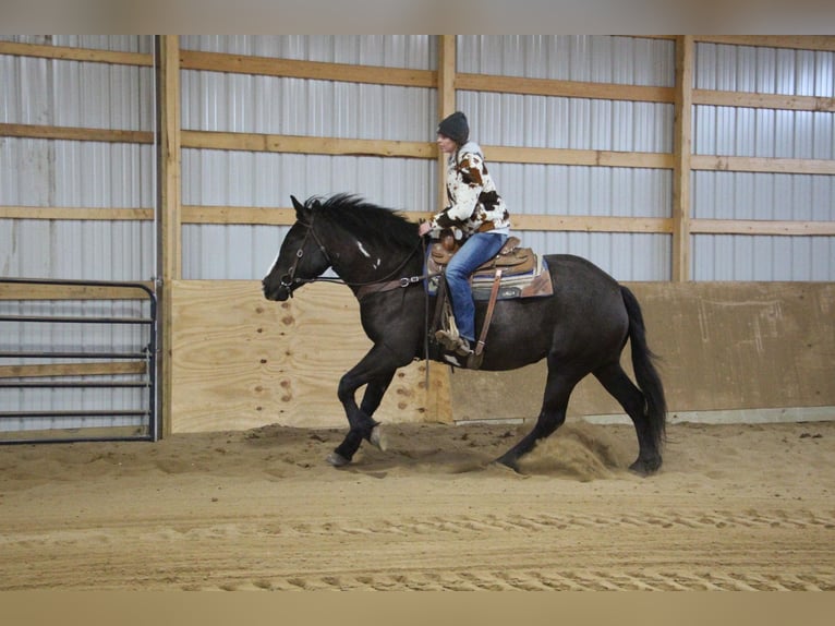 Draft Horse Valack 4 år 165 cm Overo-skäck-alla-färger in Howell, MI