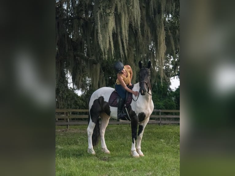 Draft Horse Valack 4 år 165 cm in Ocala, FL1