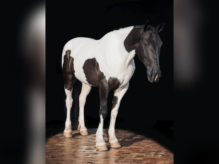 Draft Horse Valack 4 år 165 cm in Ocala, FL1