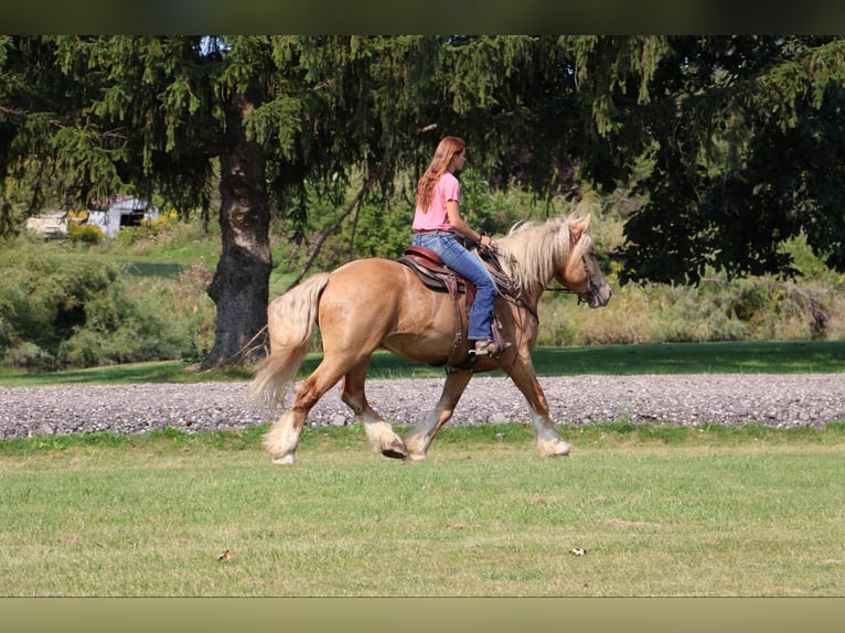 Draft Horse Valack 4 år 168 cm Palomino in Howell, MI