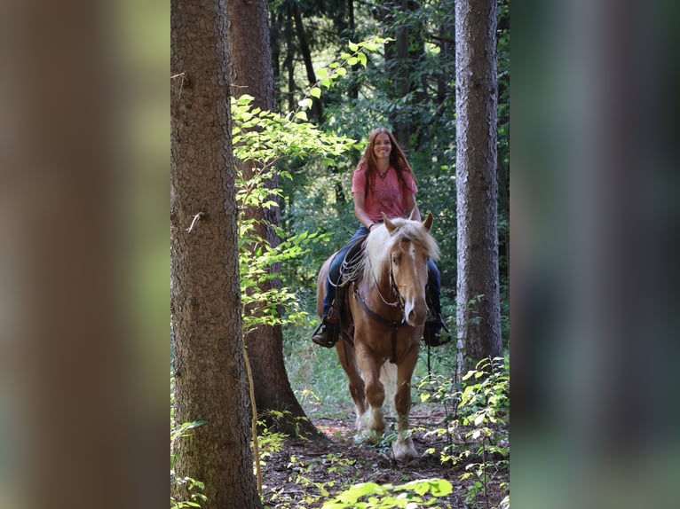 Draft Horse Valack 4 år 168 cm Palomino in Howell, MI