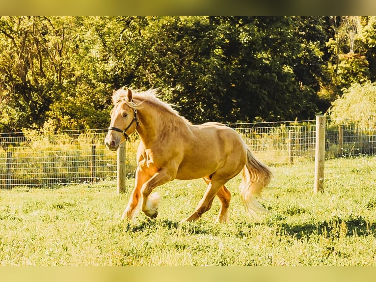 Draft Horse Valack 4 år 168 cm Palomino in Howell, MI