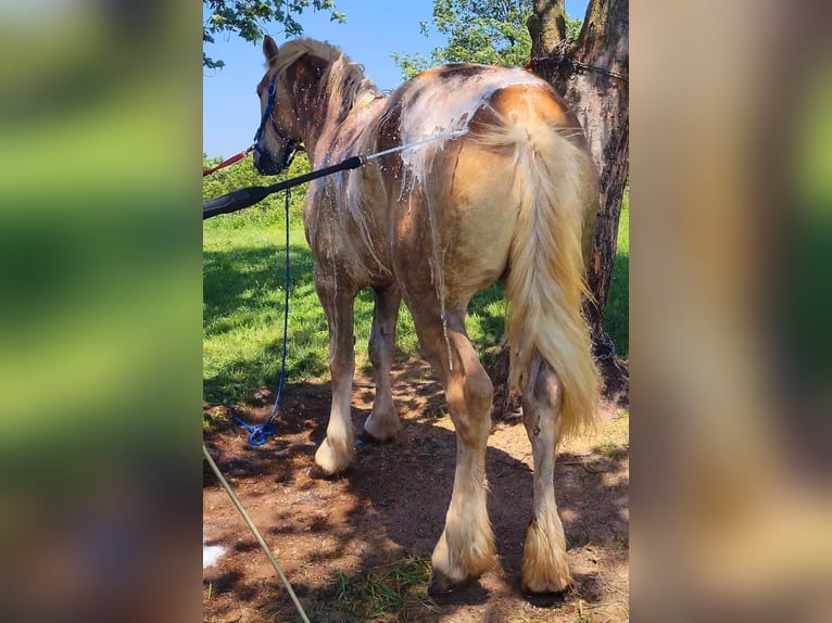 Draft Horse Blandning Valack 4 år 173 cm Palomino in Ava Missouri