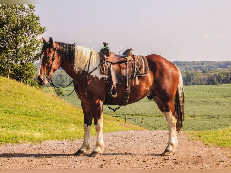 Draft Horse Valack 4 år 173 cm Tobiano-skäck-alla-färger in Warsaw NY