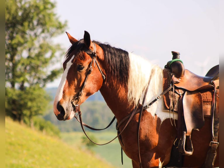 Draft Horse Valack 4 år 173 cm Tobiano-skäck-alla-färger in Warsaw NY