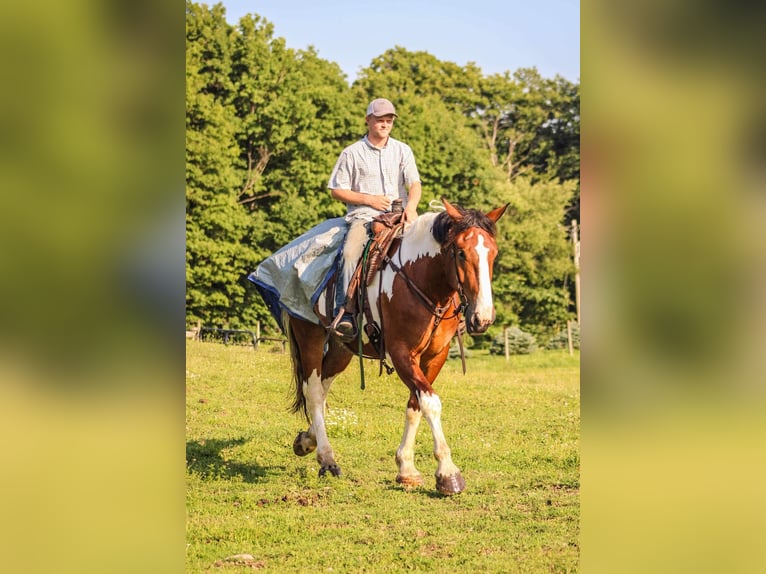 Draft Horse Valack 4 år 173 cm Tobiano-skäck-alla-färger in Warsaw NY