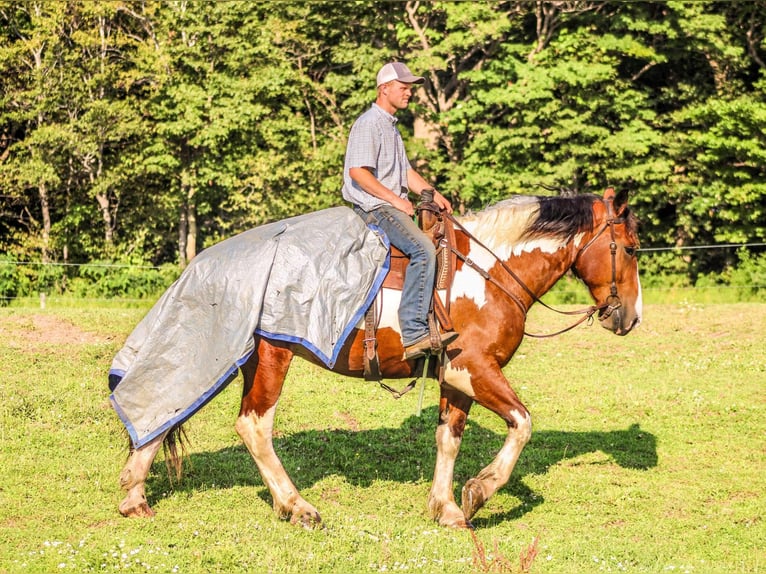 Draft Horse Valack 4 år 173 cm Tobiano-skäck-alla-färger in Warsaw NY