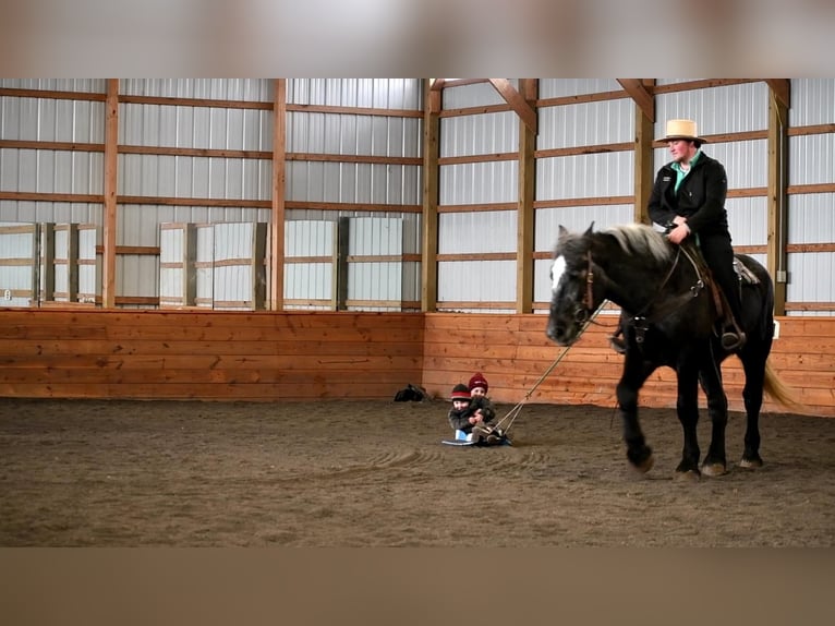 Draft Horse Blandning Valack 4 år Grå in Rebersburg, PA