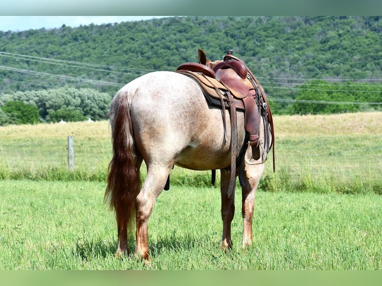 Draft Horse Blandning Valack 4 år Rödskimmel in Rebersburg, PA
