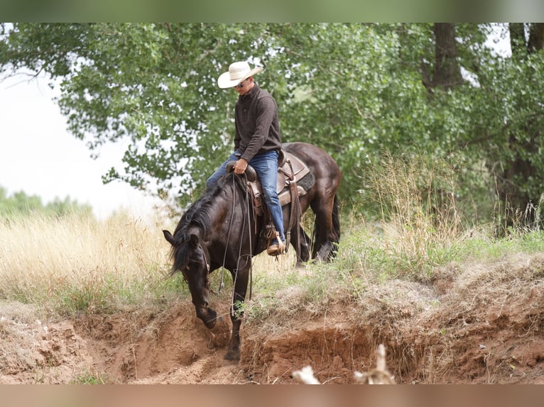 Draft Horse Valack 4 år Svart in Sweet Springs MO