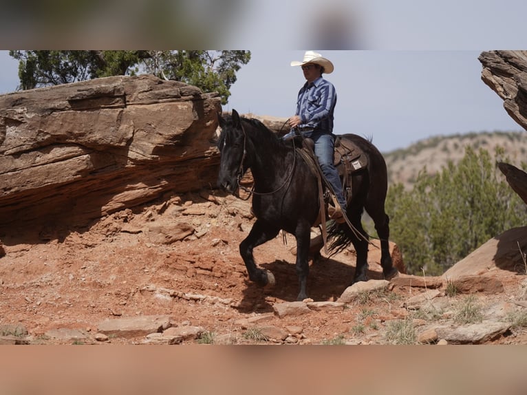 Draft Horse Valack 4 år Svart in Sweet Springs MO