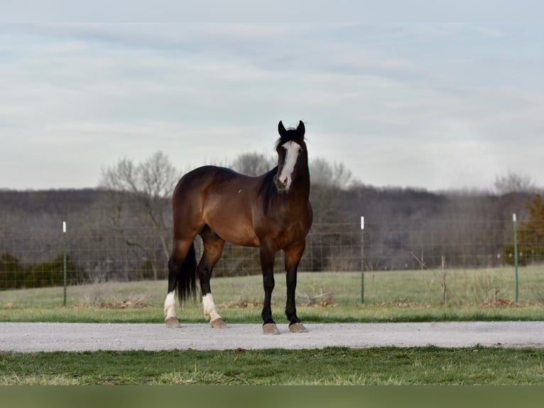 Draft Horse Valack 5 år 147 cm Brun in Sweet Springs MO