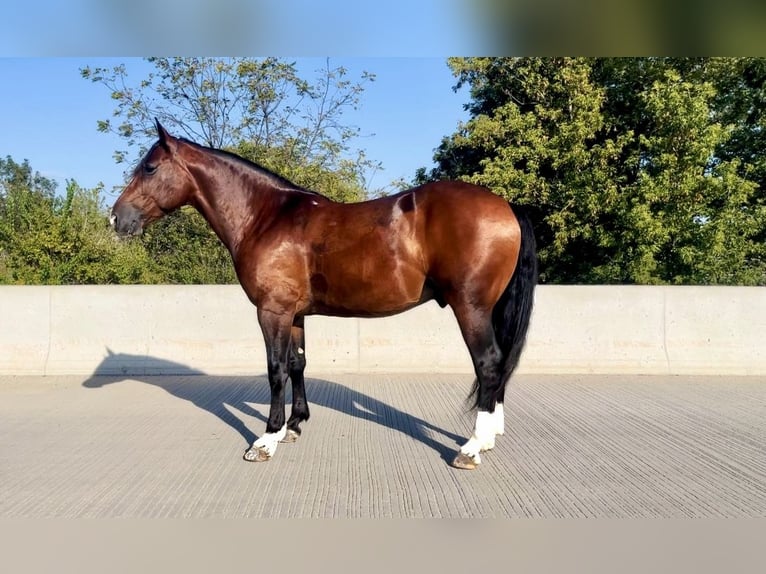 Draft Horse Blandning Valack 5 år 150 cm Brun in Zearing, IA