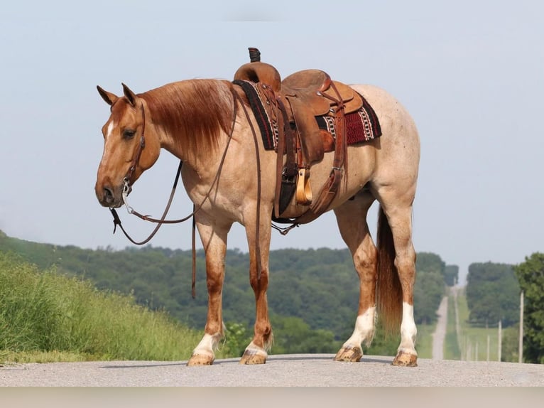 Draft Horse Blandning Valack 5 år 152 cm in Purdy, MO