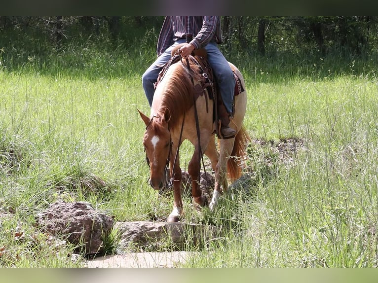 Draft Horse Blandning Valack 5 år 152 cm in Purdy, MO