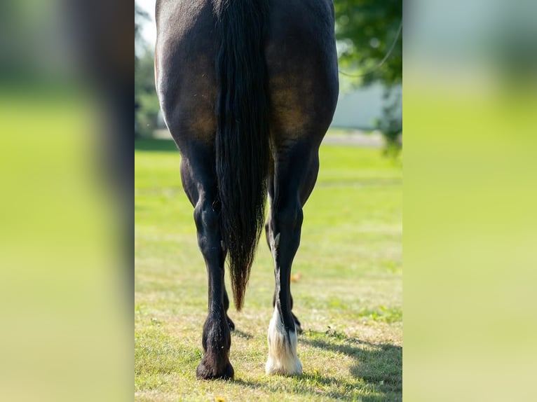 Draft Horse Blandning Valack 5 år 155 cm Brun in Rush City, MN