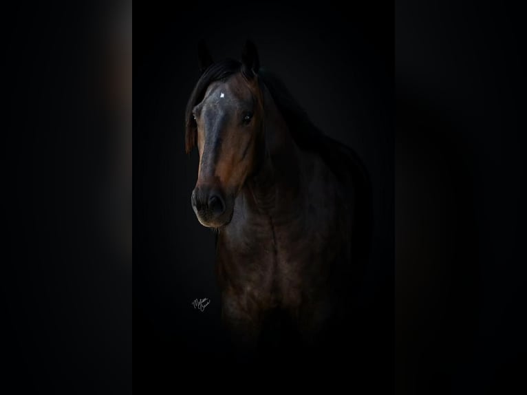 Draft Horse Blandning Valack 5 år 155 cm Brun in Rush City, MN