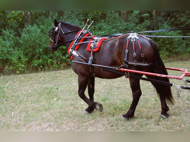 Draft Horse Blandning Valack 5 år 160 cm Brun in Fergus Falls, MN