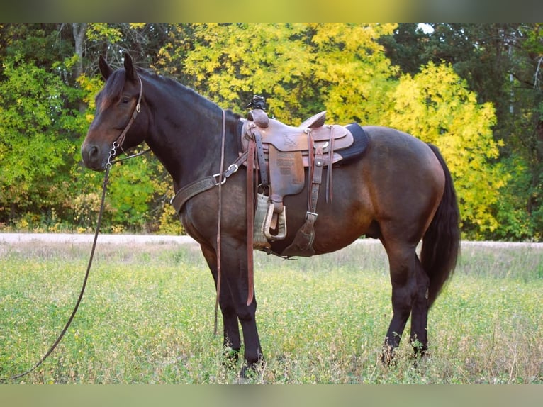Draft Horse Blandning Valack 5 år 160 cm Brun in Fergus Falls, MN