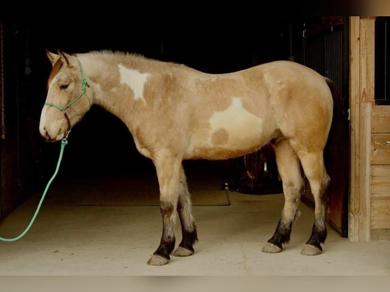 Draft Horse Valack 5 år 160 cm Overo-skäck-alla-färger in Fort Atkinson WI