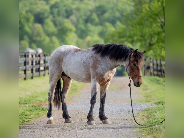 Draft Horse Blandning Valack 5 år 160 cm Rödskimmel in Honey Brook