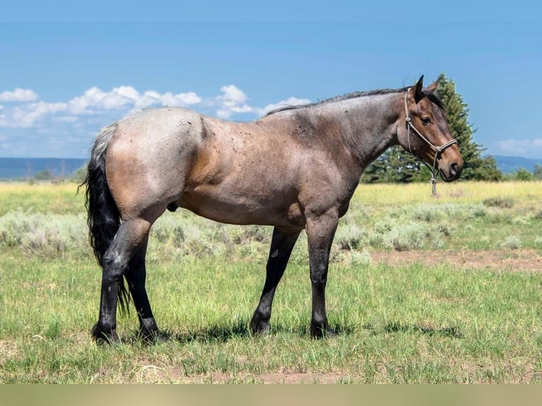 Draft Horse Blandning Valack 5 år 163 cm Brunskimmel in St. Anthony, ID