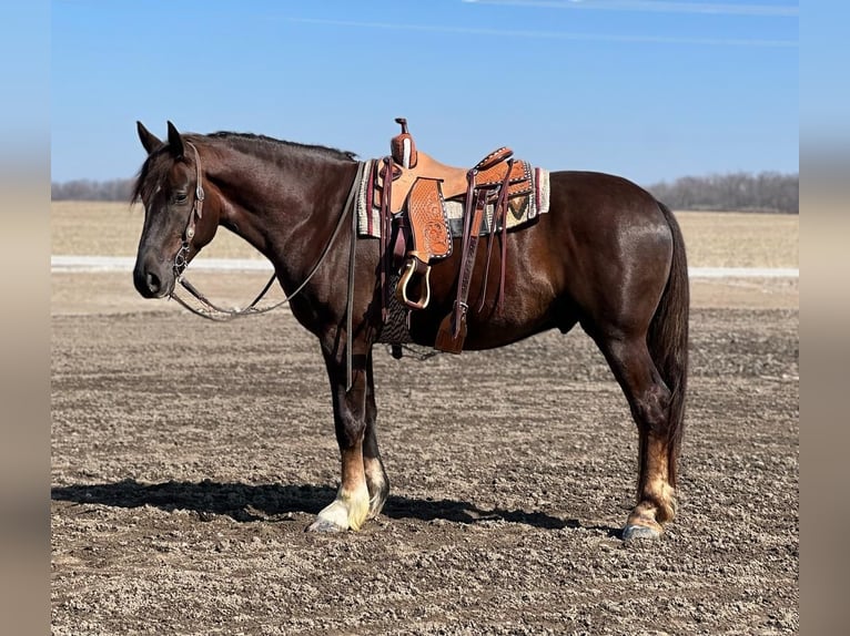 Draft Horse Blandning Valack 5 år 163 cm Fux in Zearing, IA