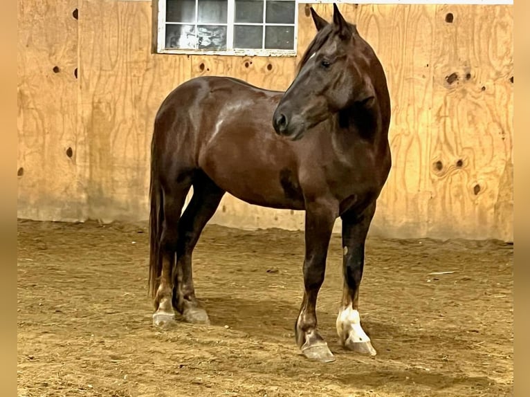 Draft Horse Blandning Valack 5 år 163 cm Fux in Zearing, IA