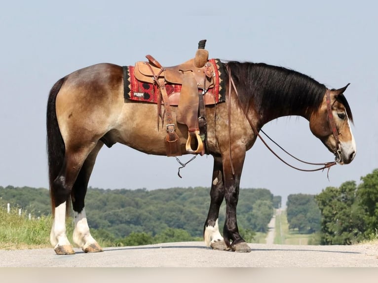 Draft Horse Blandning Valack 5 år 163 cm Gulbrun in Mt Vernon, MO