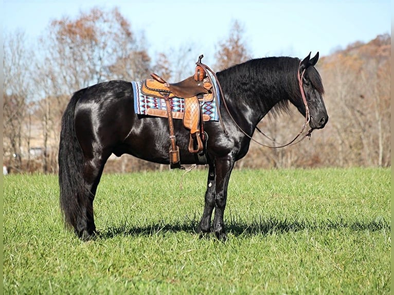 Draft Horse Valack 5 år 163 cm Svart in Brodhead KY