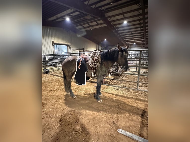 Draft Horse Valack 5 år 165 cm Black in Bloomington IN