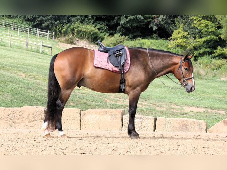 Draft Horse Blandning Valack 5 år 165 cm Brun in Millersburg