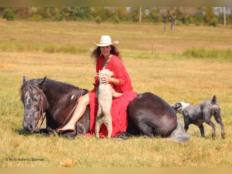 Draft Horse Blandning Valack 5 år 165 cm Grå in Baxter Springs, KS