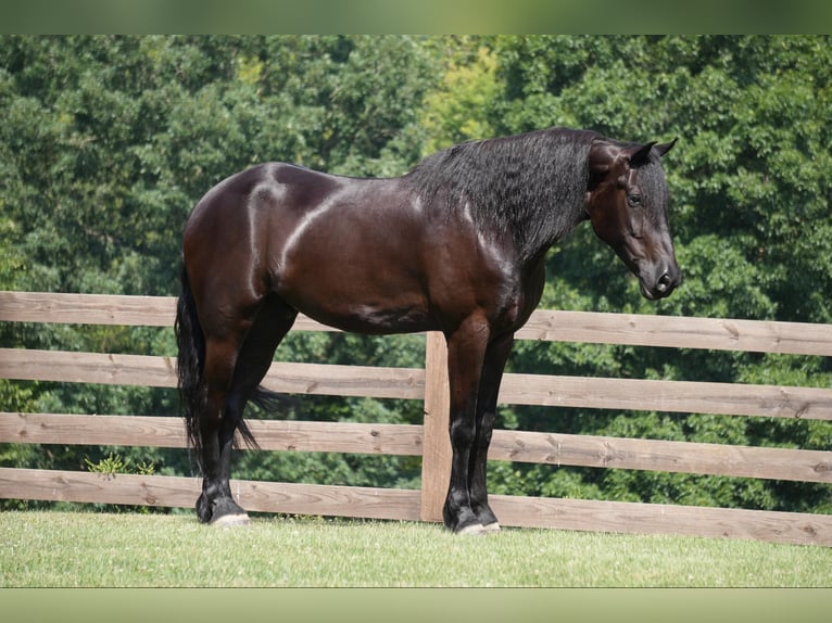 Draft Horse Valack 5 år 168 cm Svart in Fresno, OH