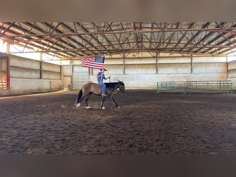 Draft Horse Blandning Valack 5 år Black in Rexburg, ID