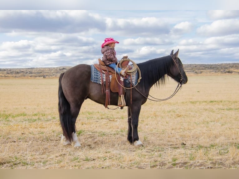 Draft Horse Blandning Valack 5 år Black in Rexburg, ID