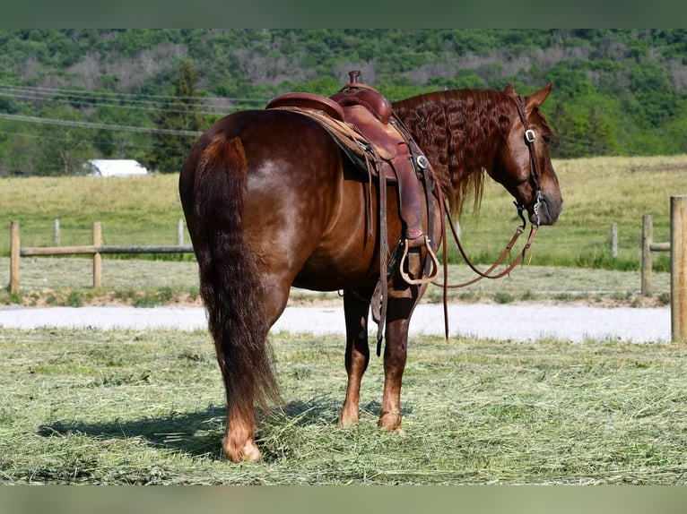 Draft Horse Blandning Valack 5 år Fux in Rebersburg, PA