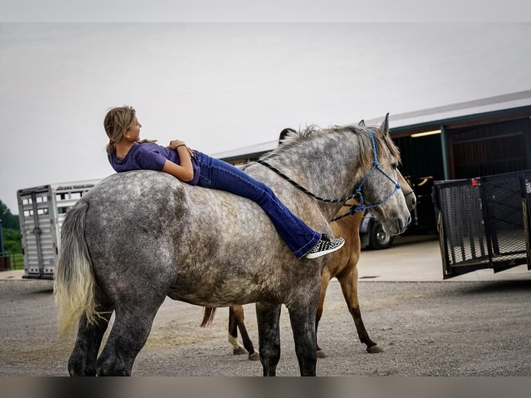 Draft Horse Valack 5 år Grå in Kaufman, TX