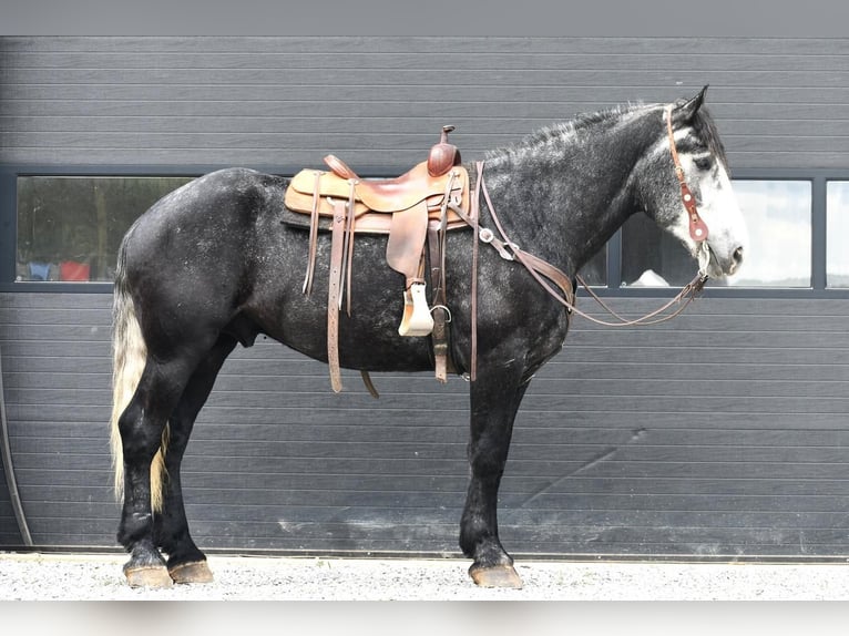Draft Horse Blandning Valack 5 år Grå in Rebersburg, PA