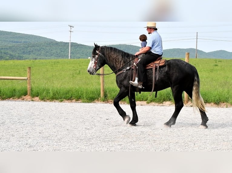 Draft Horse Blandning Valack 5 år Grå in Rebersburg, PA
