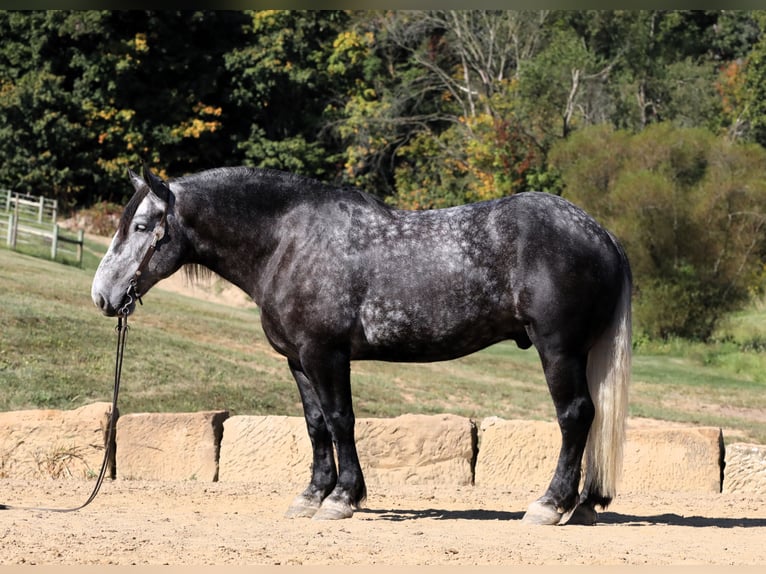 Draft Horse Valack 5 år Gråskimmel in Millersburg