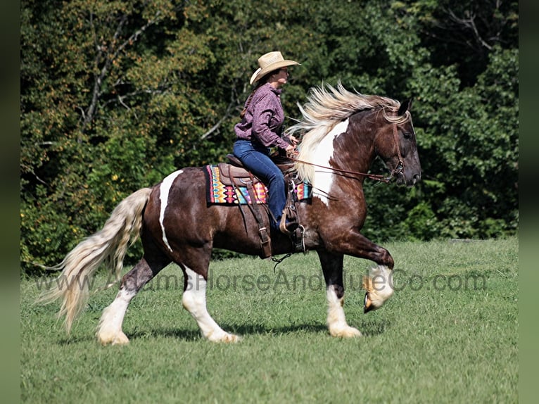 Draft Horse Valack 5 år in Mount Vernon