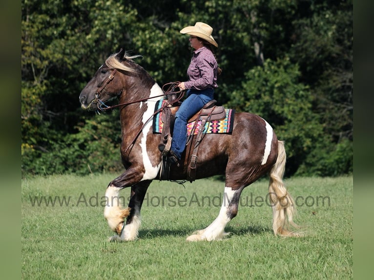 Draft Horse Valack 5 år in Mount Vernon